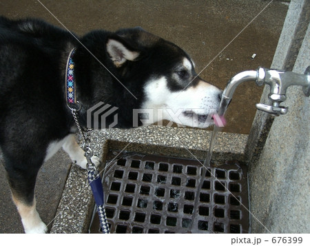 水を飲む犬 676399
