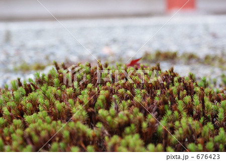 延暦寺のコケ 676423