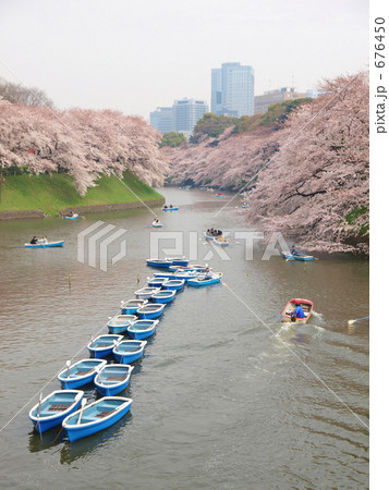 千鳥ヶ淵の桜 676450