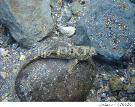 渓流のカジカ 676620