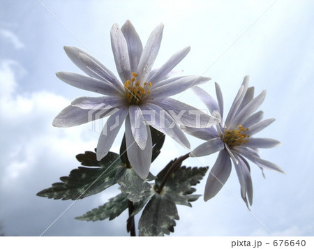 雪割りイチゲ 676640