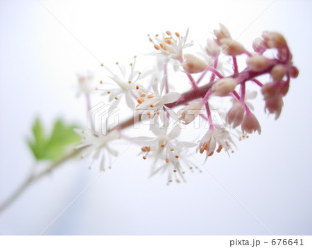 ティアレラの花 676641