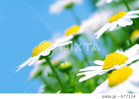 マーガレット 677114