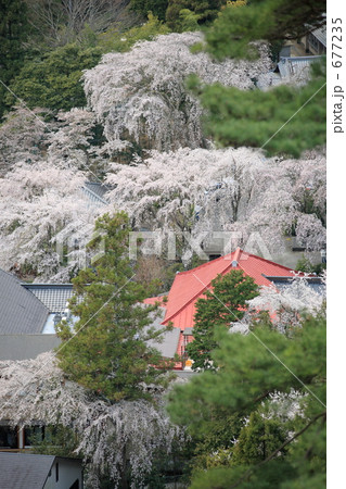 久遠寺の桜 677235