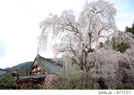 久遠寺の枝垂桜 677237