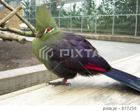 ギニアエボシドリ ギニアエボシドリ 677250