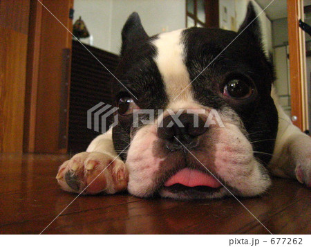 愛犬ビンゴ 677262