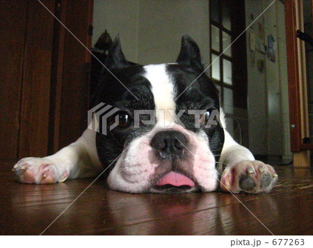 愛犬ビンゴ 677263