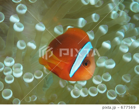 残波岬のハマクマノミ2 677569