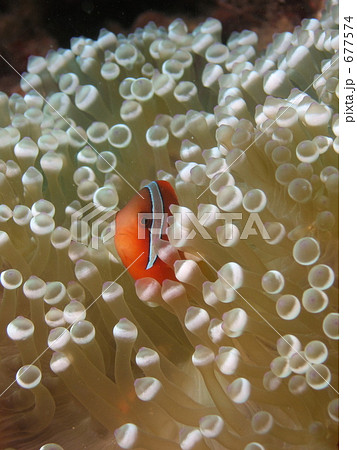 残波岬のハマクマノミ3 677574