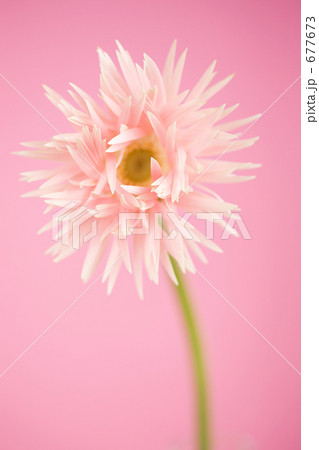 ガーベラの花 677673