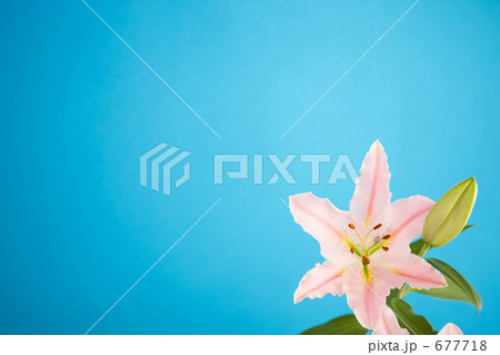 ユリの花 677718