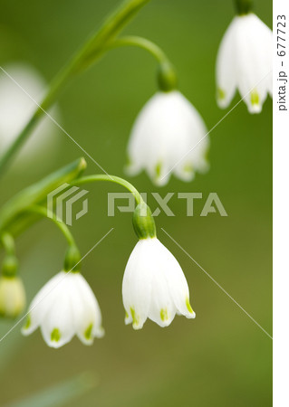 スノーフレークの花 677723