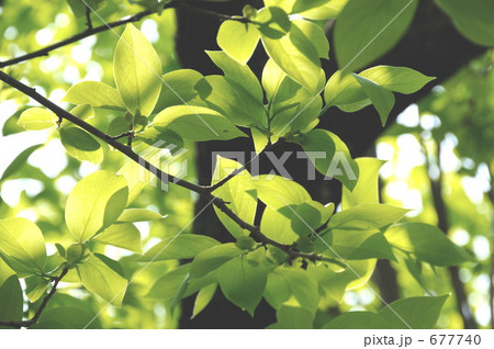 若葉 若葉 677740