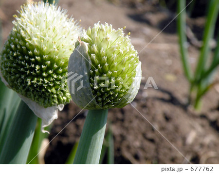 ネギボウズ 677762