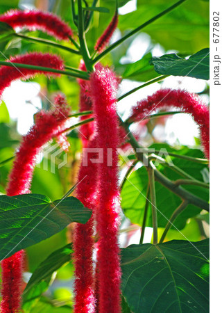 ベニヒモノキ 677802
