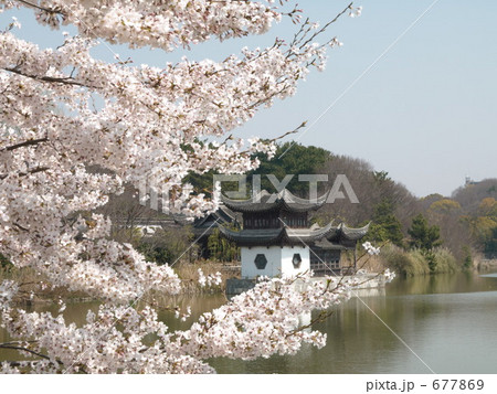 中国式庭園の桜 677869