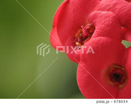 ハナキリン（花麒麟）　赤　クローズアップ 678034