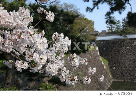 サクラ サクラ 678058