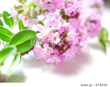 タイムの花 678209