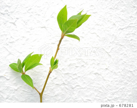 新緑のクロモジ 新緑のクロモジ 678281