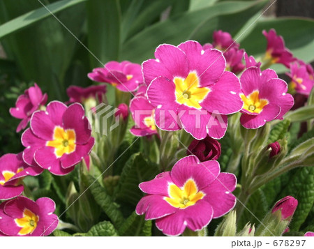 プリムラ　ポリアンサ 678297