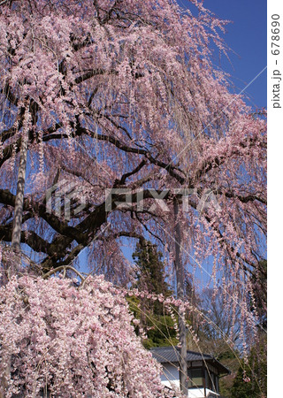 春のオオイトザクラ 春のオオイトザクラ 678690