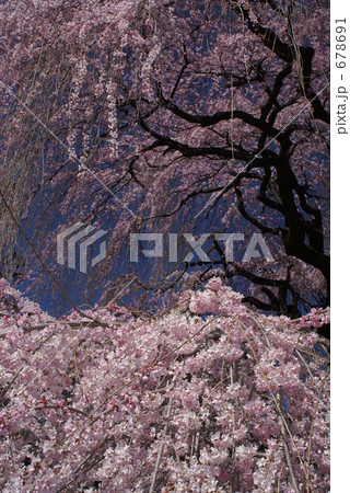 慈雲寺のオオイトザクラ 慈雲寺のオオイトザクラ 678691