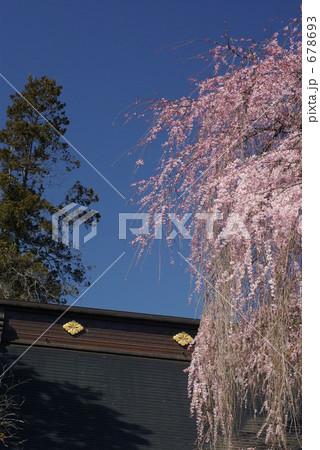 オオイトザクラ 大糸桜 おおいとざくら オオイトザクラ 大糸桜 おおいとざくら 678693