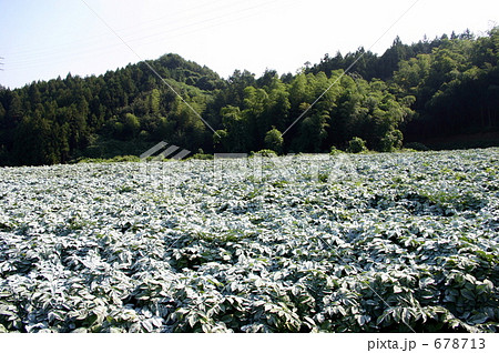 こんにゃく畑 678713
