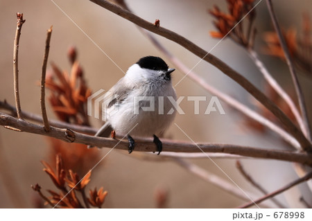 ハシブトガラ ハシブトガラ 678998