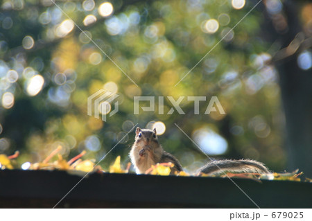 しまりす しまりす 679025