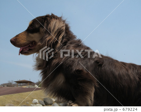 ミニチュアダックスと散歩 ミニチュアダックスと散歩 679224