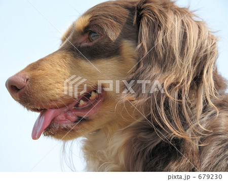 ミニチュアダックスと散歩 679230