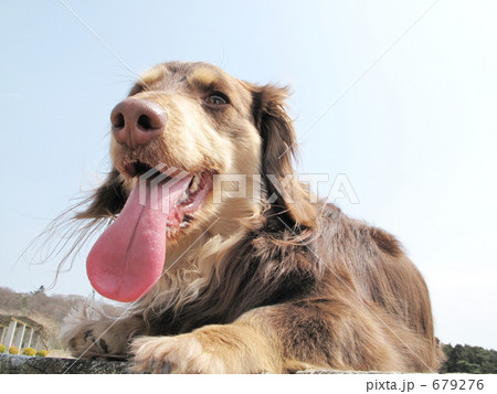 ミニチュアダックスと散歩 ミニチュアダックスと散歩 679276