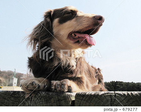 ミニチュアダックスと散歩 679277