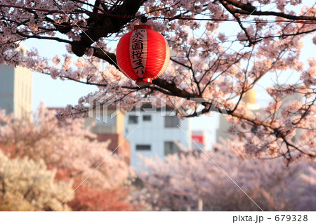 錦糸公園の桜 錦糸公園の桜 679328
