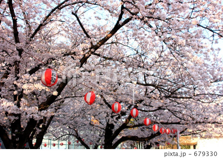 錦糸公園の桜の写真素材