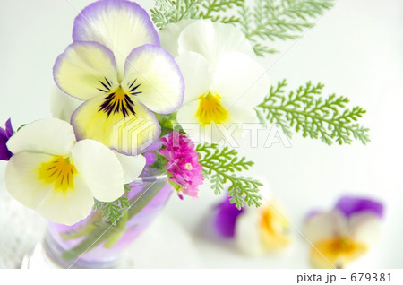 パンジーとビオラ　２ 679381