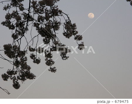 千鳥ヶ淵公園の桜と月 千鳥ヶ淵公園の桜と月 679475
