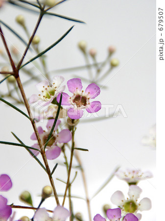 ワックスフラワー 679507