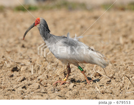 田んぼを歩く朱鷺 田んぼを歩く朱鷺 679553