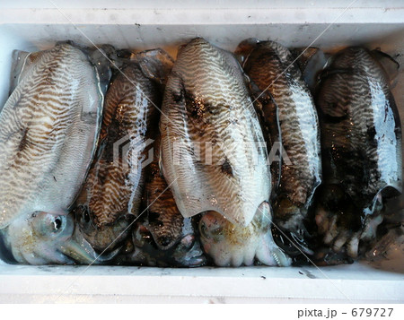 漁港のモンゴウイカ 679727