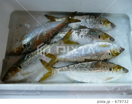 漁港のコノシロ 679732