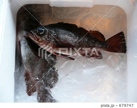 漁港のクロメバル 679747