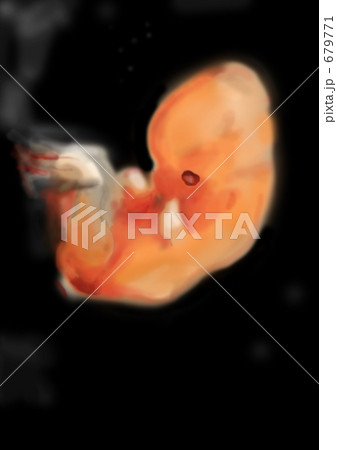 胎児7週 胎児7週 679771