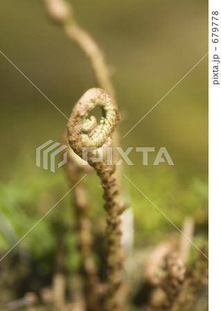 渦巻くぜんまい 679778