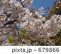 2009年の桜*38 679866