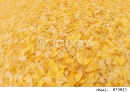 イチョウ 02 イチョウ 02 679980