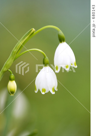 スノーフレークの花 スノーフレークの花 680143